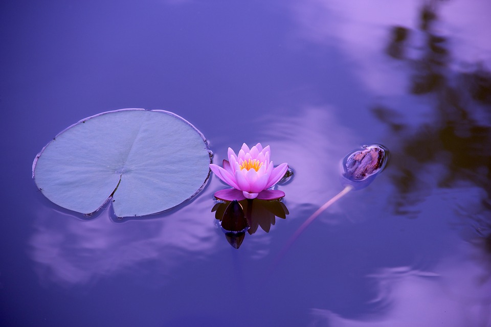Lily pad and lotus flower in water in a purple light