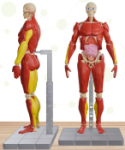 Posable human body model