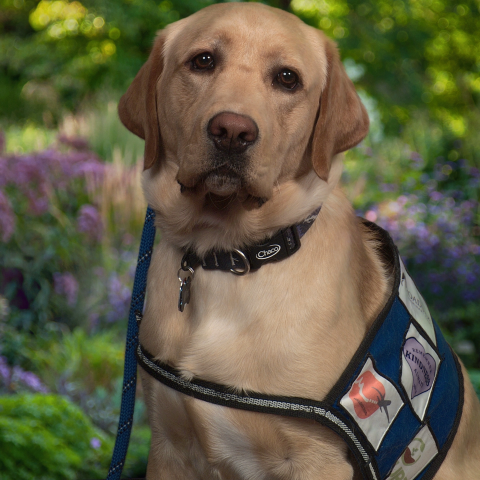 Golden Retriever Service Dog