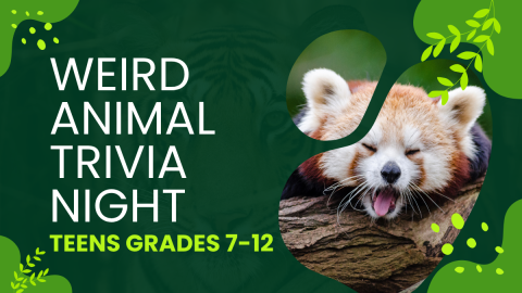 Weird Animal trivia image of red panda with mouth open on green background